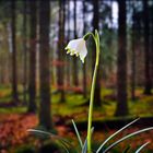 Frühlings-Knotenblume