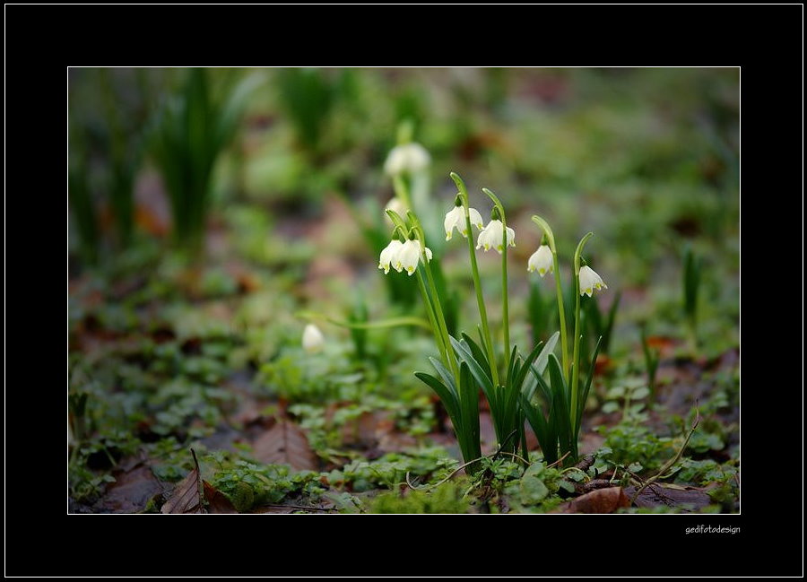 Frühlings - Knotenblume ....