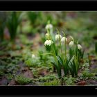 Frühlings - Knotenblume ....