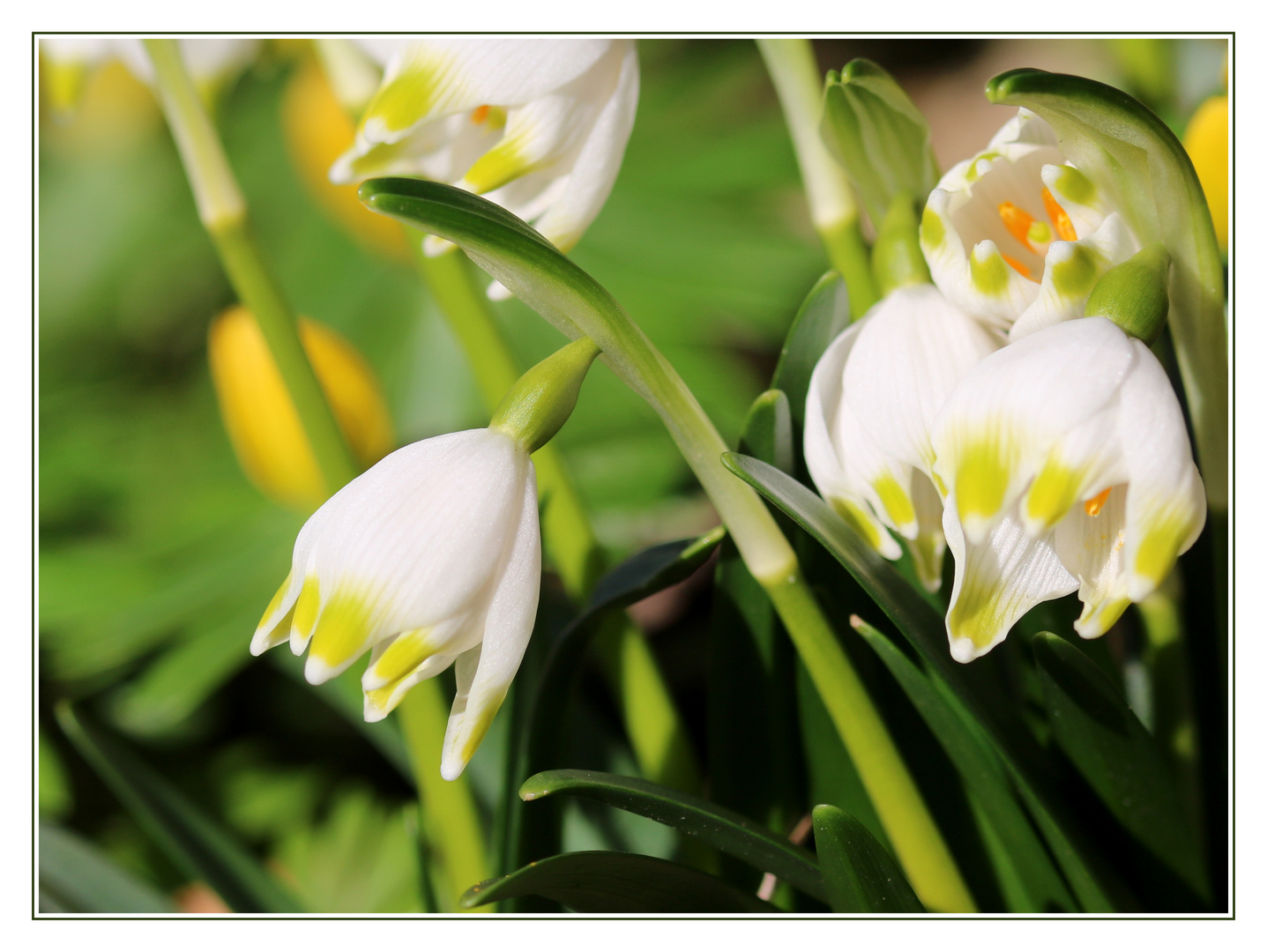 Frühlings-Knotenblume (Leucojum vernum).