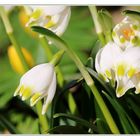 Frühlings-Knotenblume (Leucojum vernum).