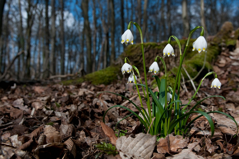 Frühlings-Knotenblume (Leucojum vernum), auch Märzenbecher IV