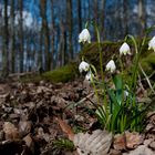 Frühlings-Knotenblume (Leucojum vernum), auch Märzenbecher IV