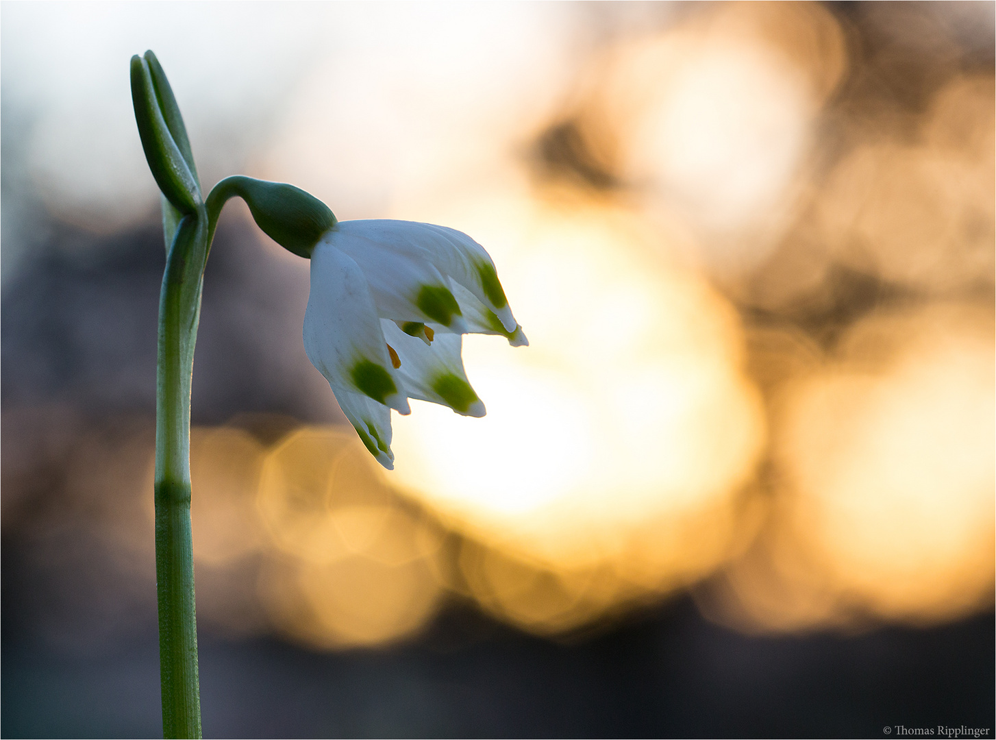 Frühlings-Knotenblume (Leucojum vernum).