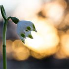 Frühlings-Knotenblume (Leucojum vernum).