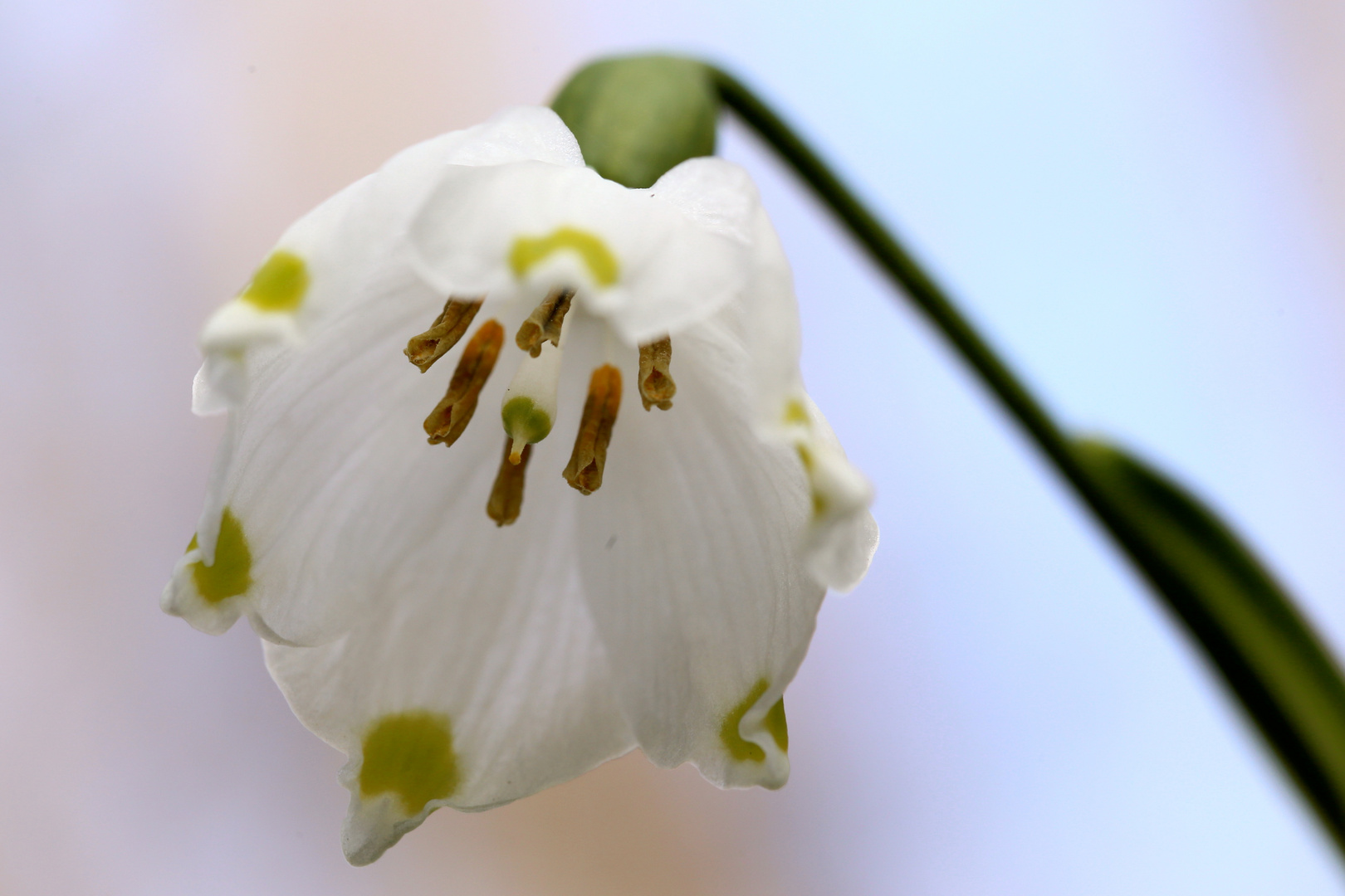 Frühlings-Knotenblume / Märzenbecher