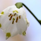 Frühlings-Knotenblume / Märzenbecher