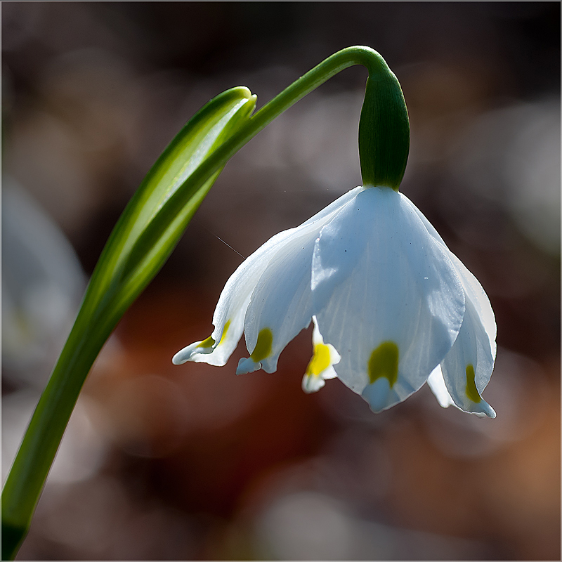 Frühlings-Knotenblumen (2)