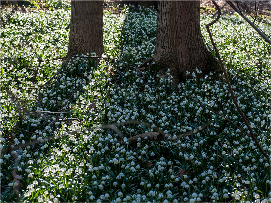 Frühlings-Knotenblumen