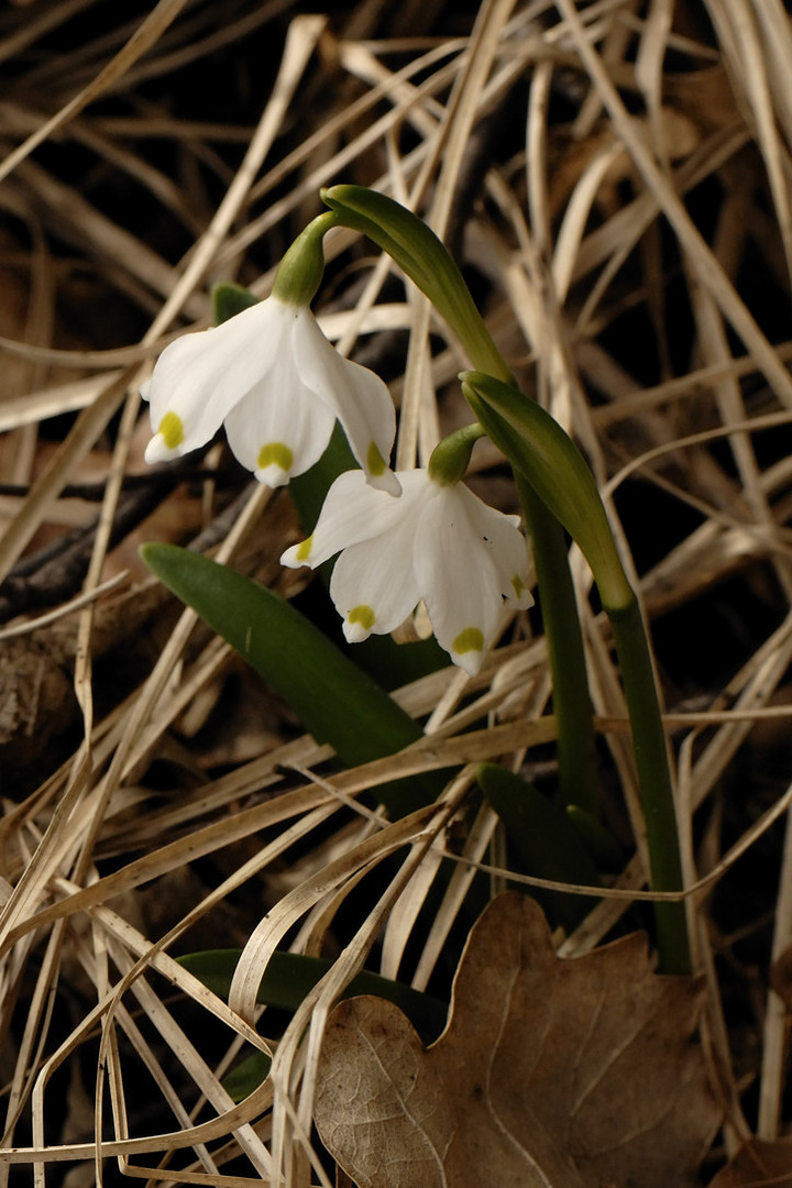 Frühlings-Knotenblumen