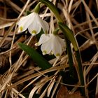 Frühlings-Knotenblumen