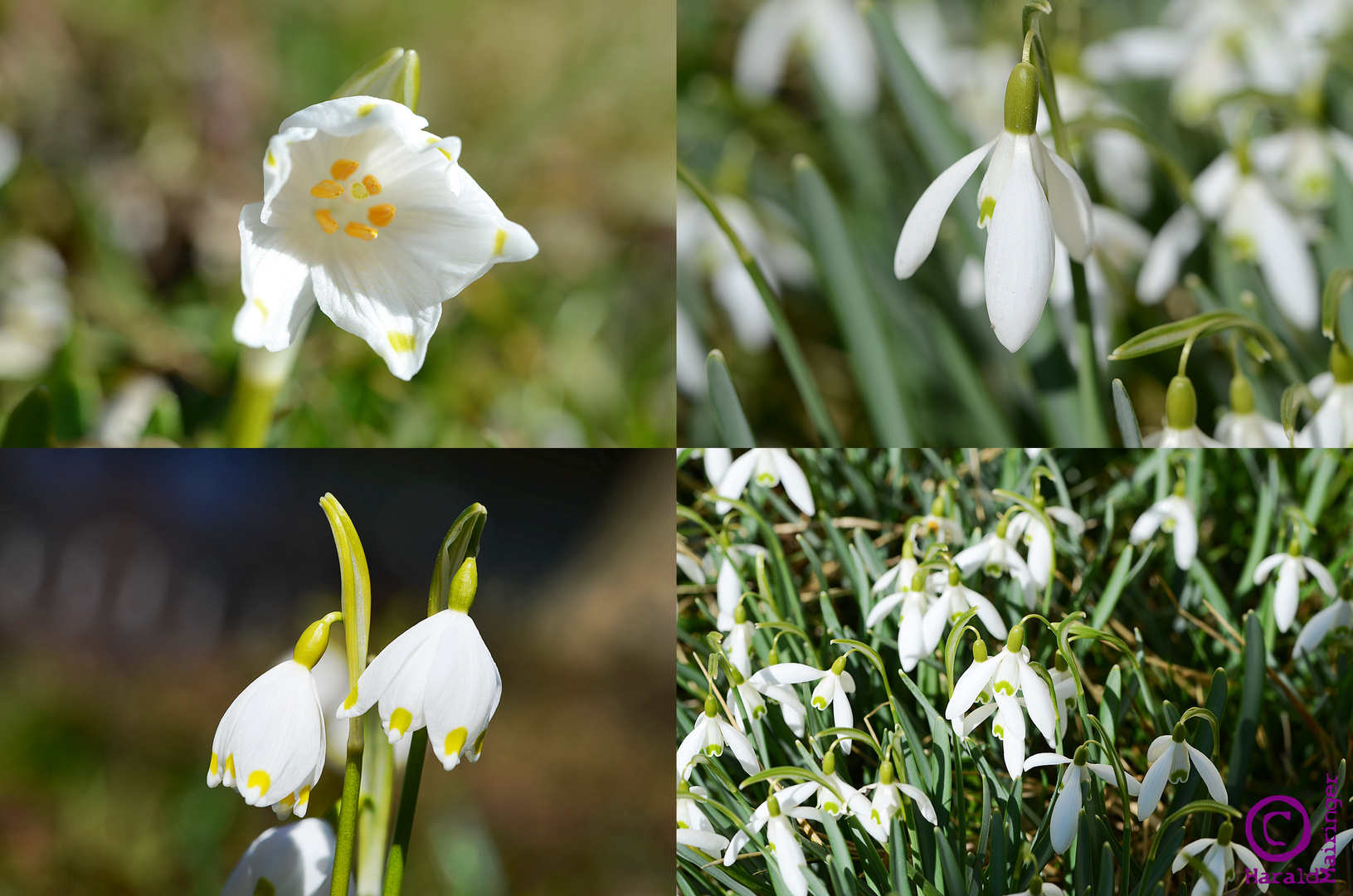 Frühlings-Knotenblumen vs. Schneeglöckchen