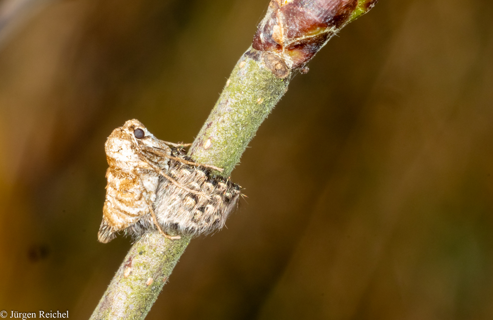 Frühlings-Kreuzflügel (Alsophila aescularia)