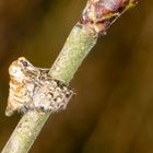 Frühlings-Kreuzflügel (Alsophila aescularia)