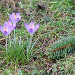 Frühlings-Krokus