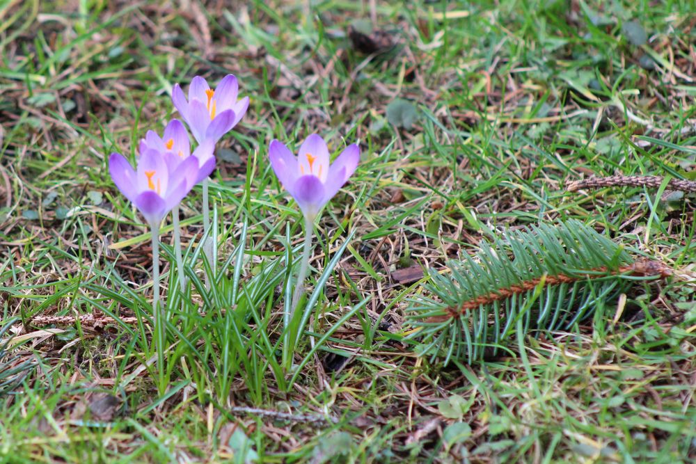 Frühlings-Krokus