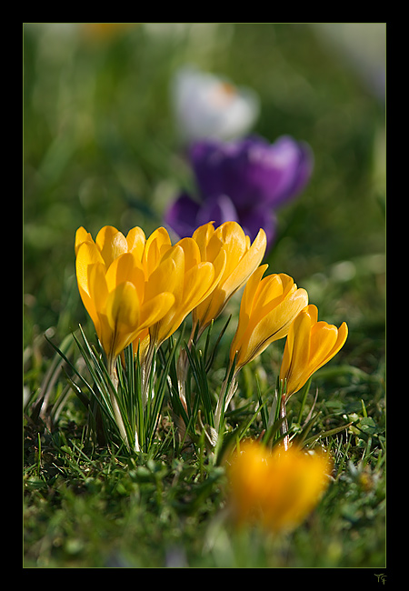 Frühlings-Krokus