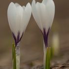 Frühlings-Krokus (Crocus vernus)