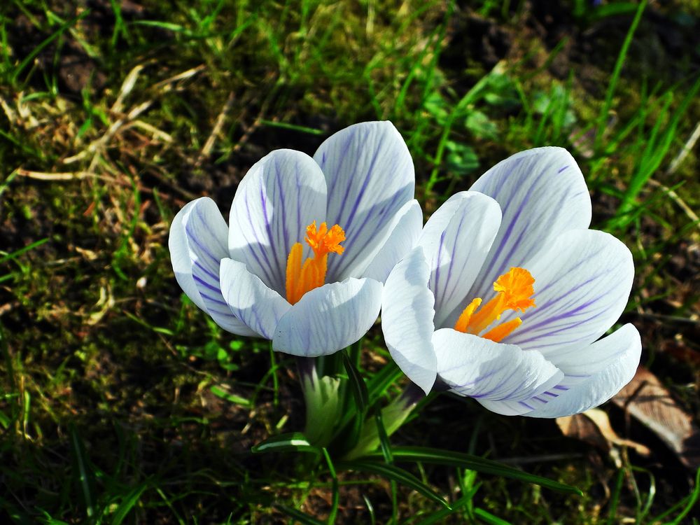 Frühlings-Krokus