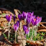 Frühlings-Krokusse in Familie