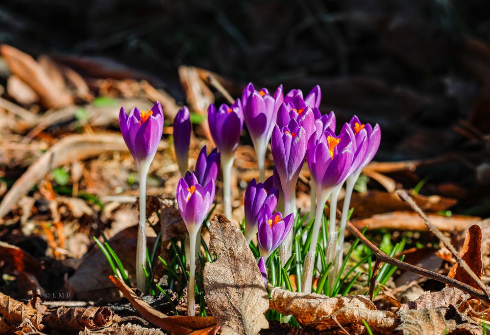 Frühlings-Krokusse in Familie