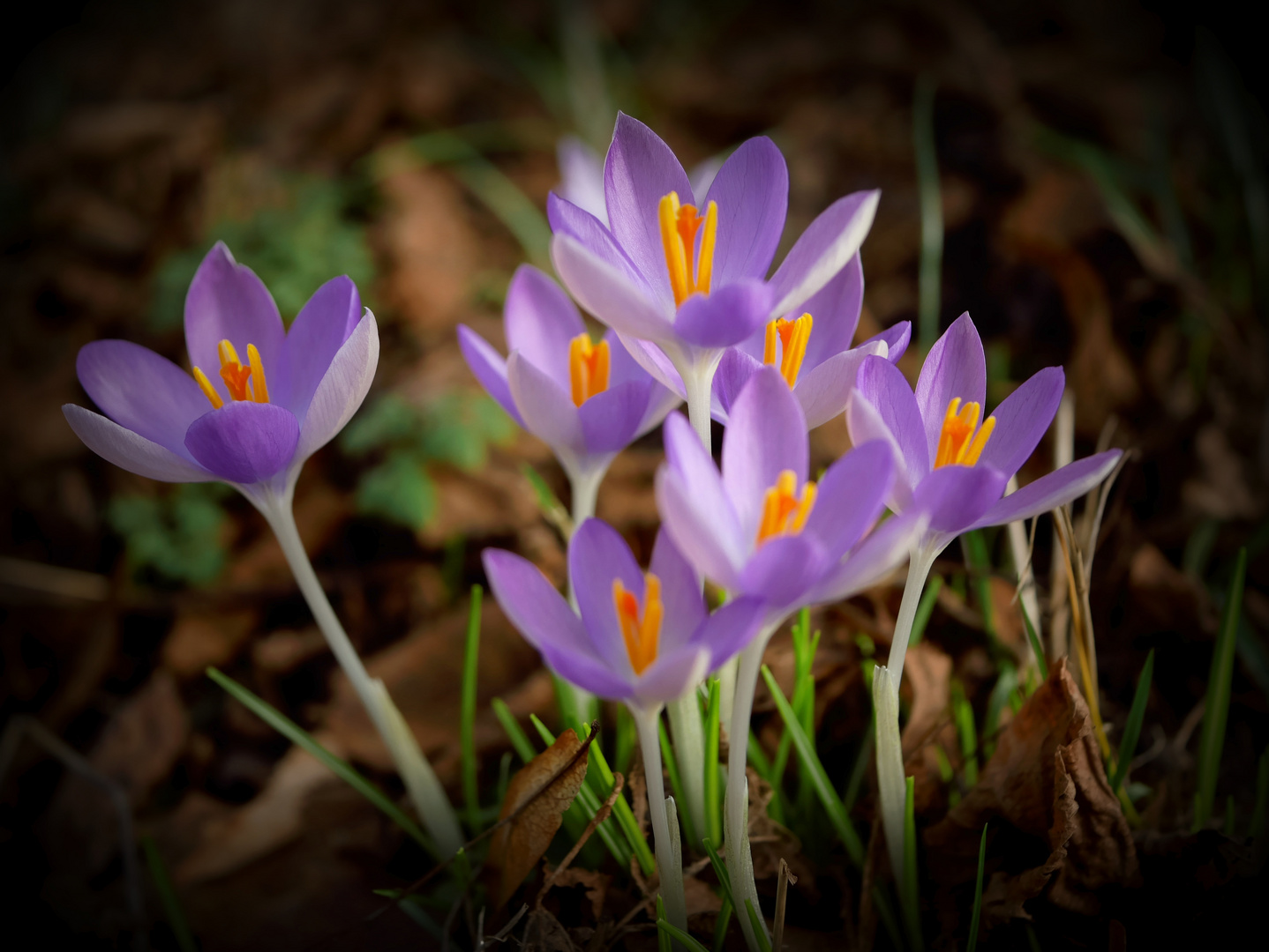 Frühlings-Krokus_Vignette