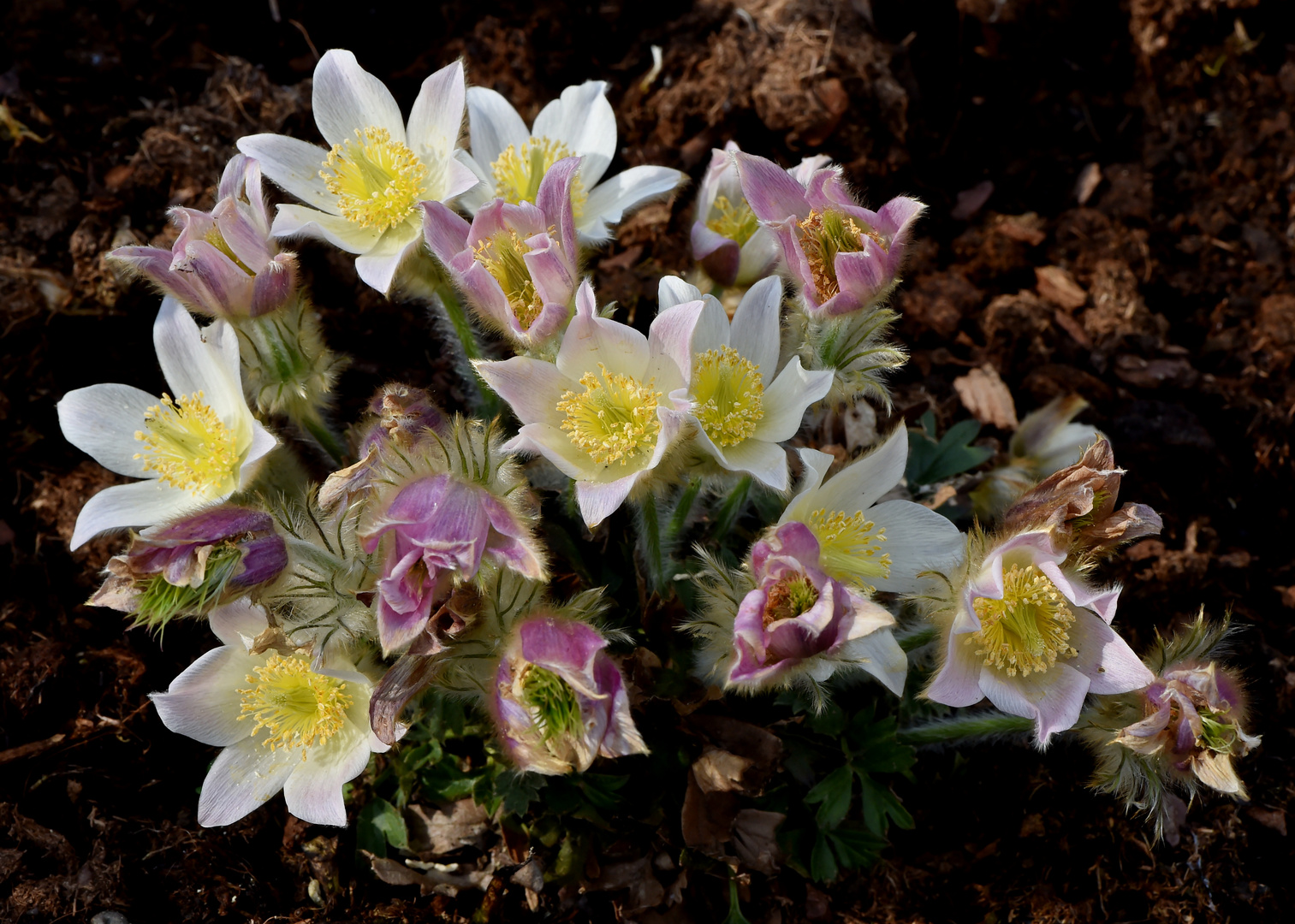 Frühlings Küchenschelle (Anemone vernalis)