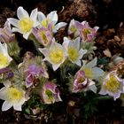 Frühlings Küchenschelle (Anemone vernalis)