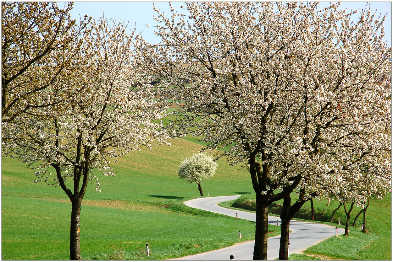 "Frühlings - Kurvenbaum" -2-