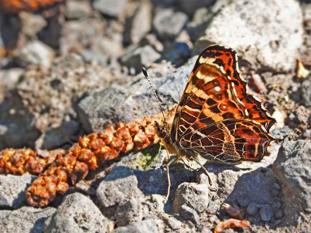 Frühlings-Landkärtchen (Araschnia levana f. levana)