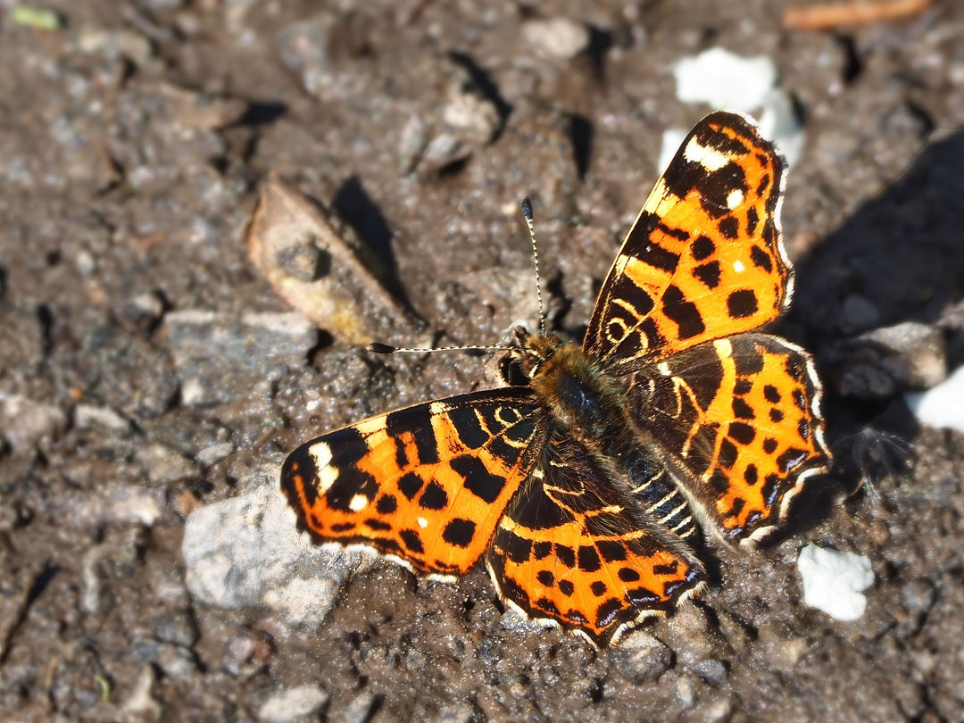 Frühlings-Landkärtchen (Araschnia levana f. levana)