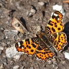 Frühlings-Landkärtchen (Araschnia levana f. levana)