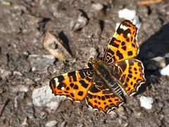 Frühlings-Landkärtchen (Araschnia levana f. levana)