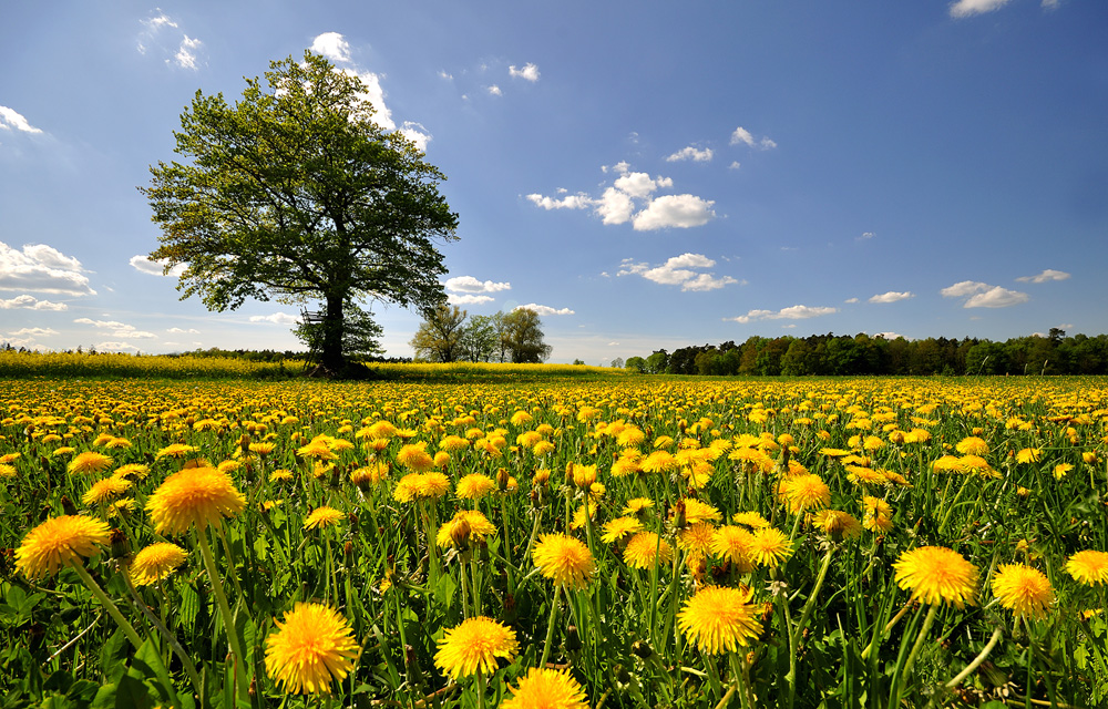 Frühlings-Landschaft 1 Foto & Bild | jahreszeiten, frühling, himmel ...