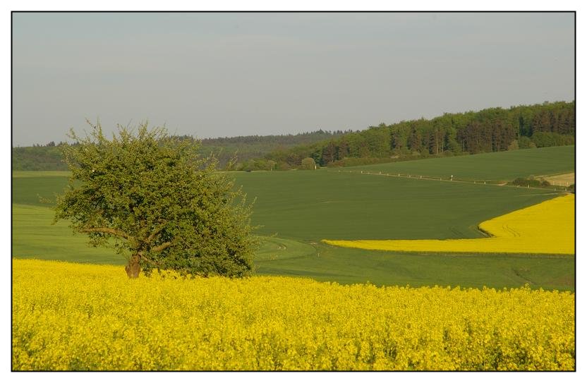 Frühlings-Landschaft