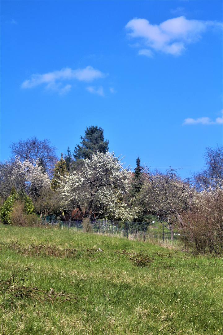 Frühlings Landschaften 