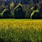 Frühlings Landschaften