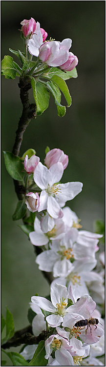 Frühlings - Lesezeichen