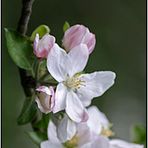 Frühlings - Lesezeichen