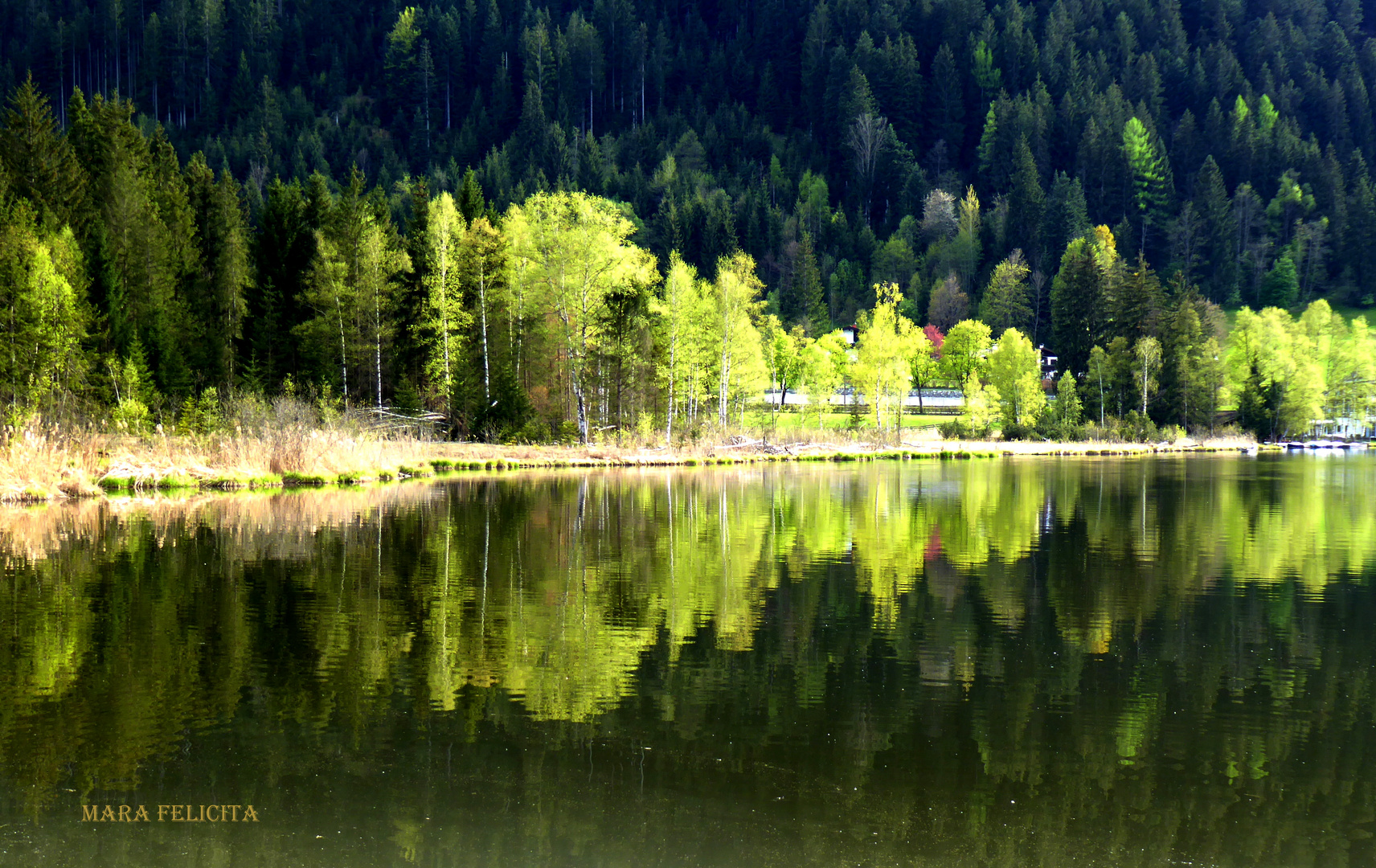 Frühlings leuchten am See