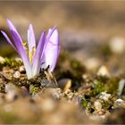 Frühlings Lichtblume (Colchicum bulbocodium).