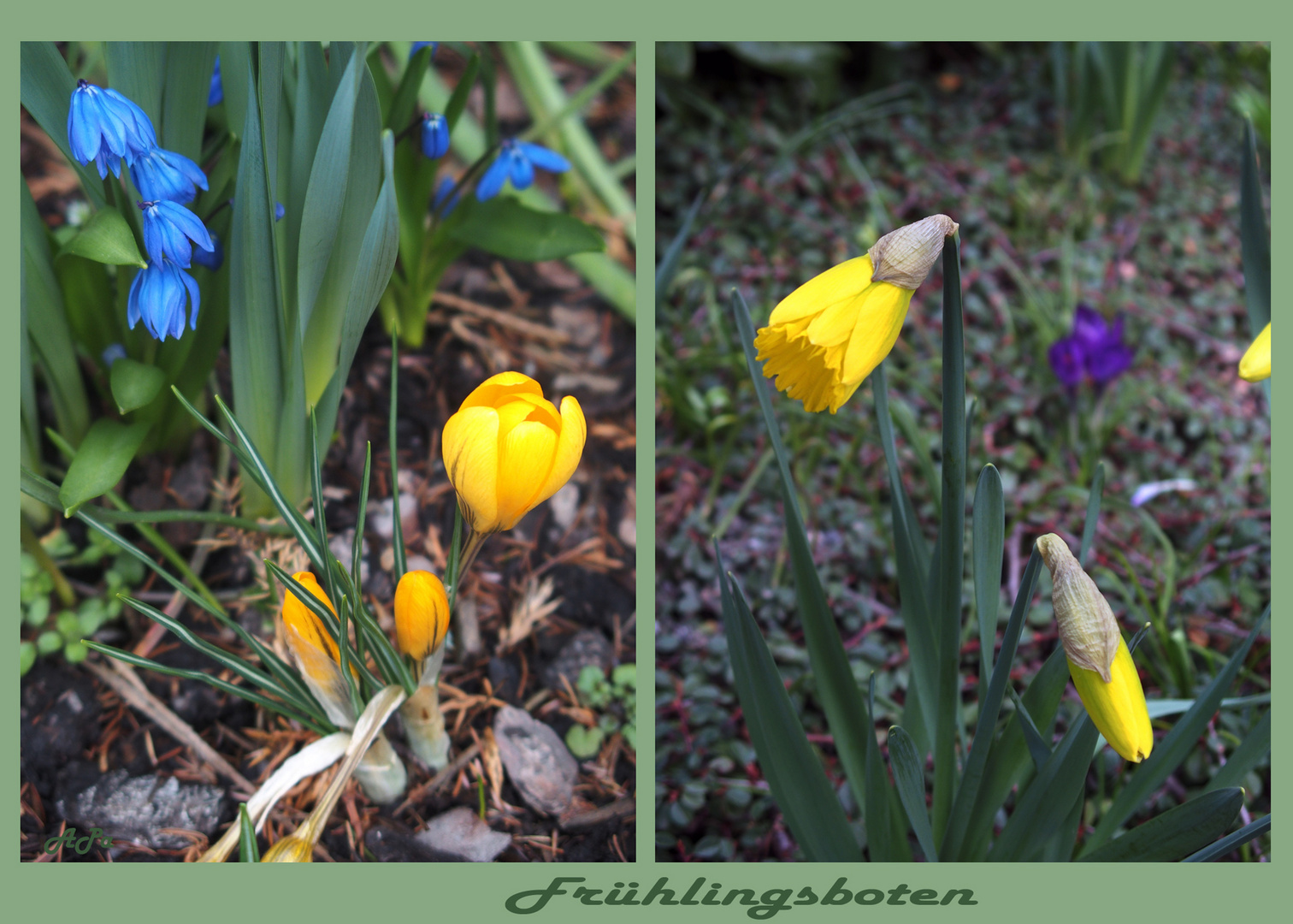 Frühlings-Mittwochsblümchen