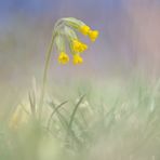 Frühlings- oder Wiesen Schlüsselblume 1/11