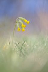 Frühlings- oder Wiesen Schlüsselblume 1/11