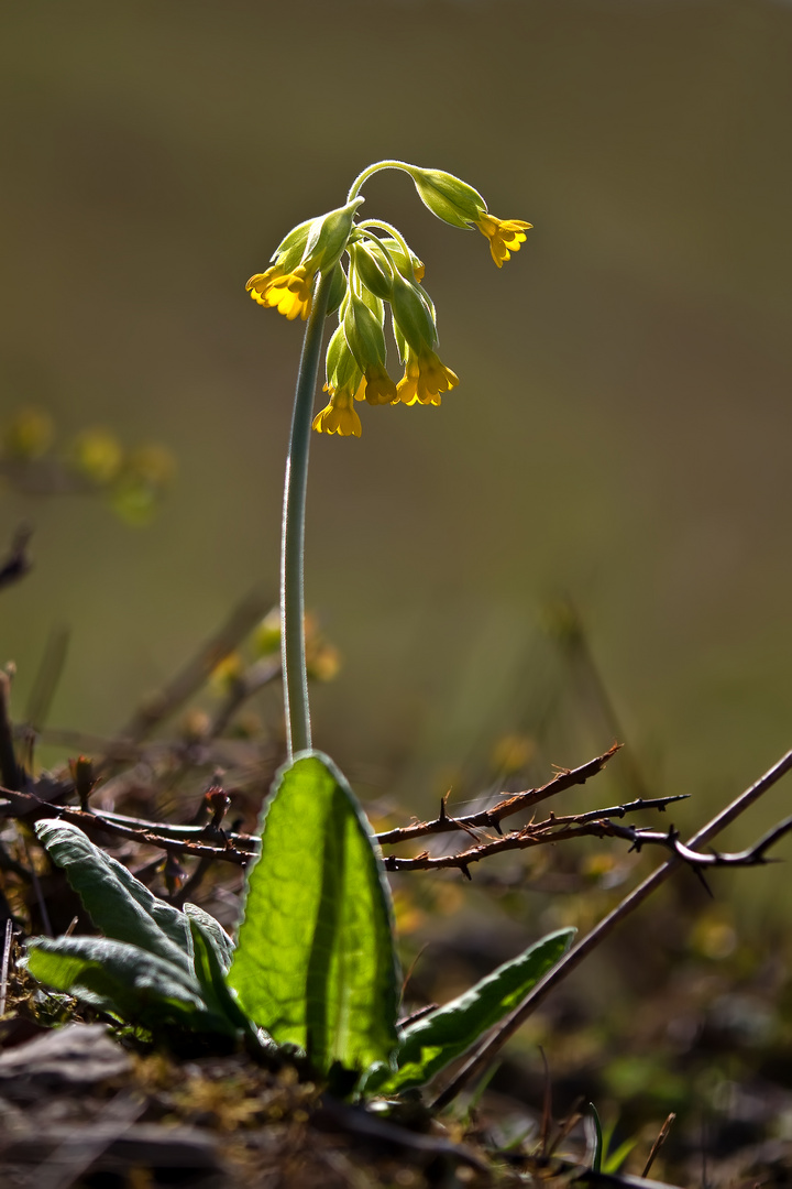 Frühlings- oder Wiesen Schlüsselblume 2/11