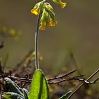 Frühlings- oder Wiesen Schlüsselblume 2/11