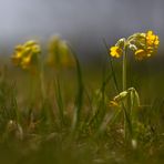 Frühlings- oder Wiesenschlüsselblume 3/11