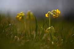 Frühlings- oder Wiesenschlüsselblume 3/11