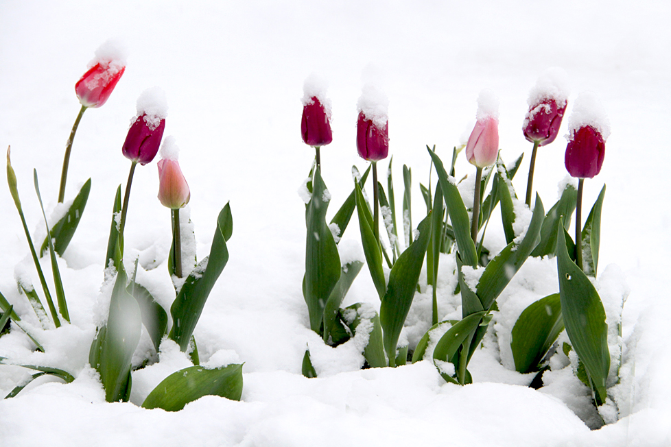 Frühlings oder Winter Impression (3)