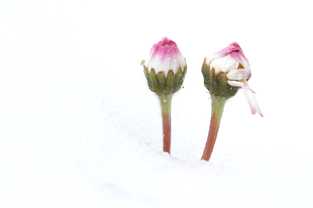 Frühlings oder Winter Impresson (2)